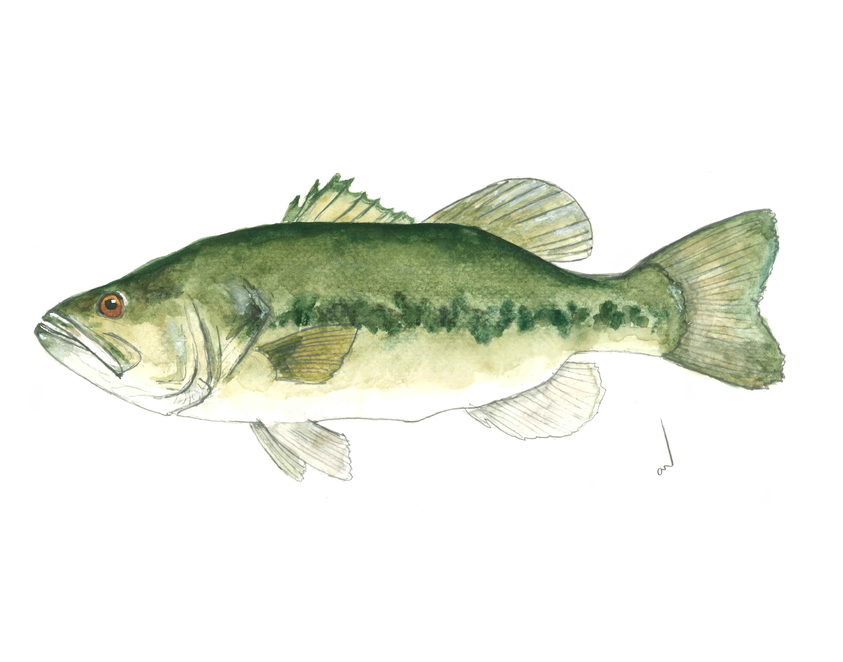 Bass