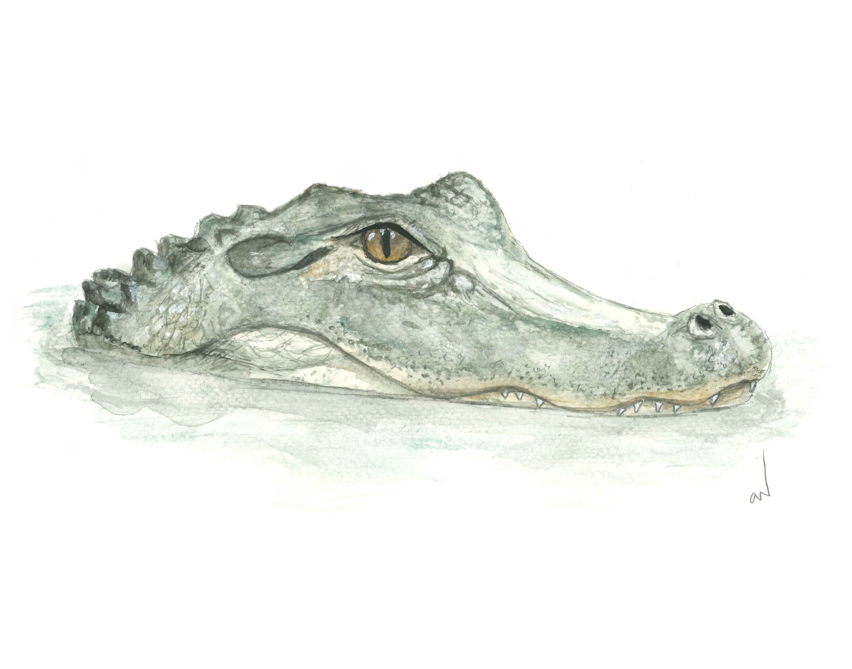 Alligator