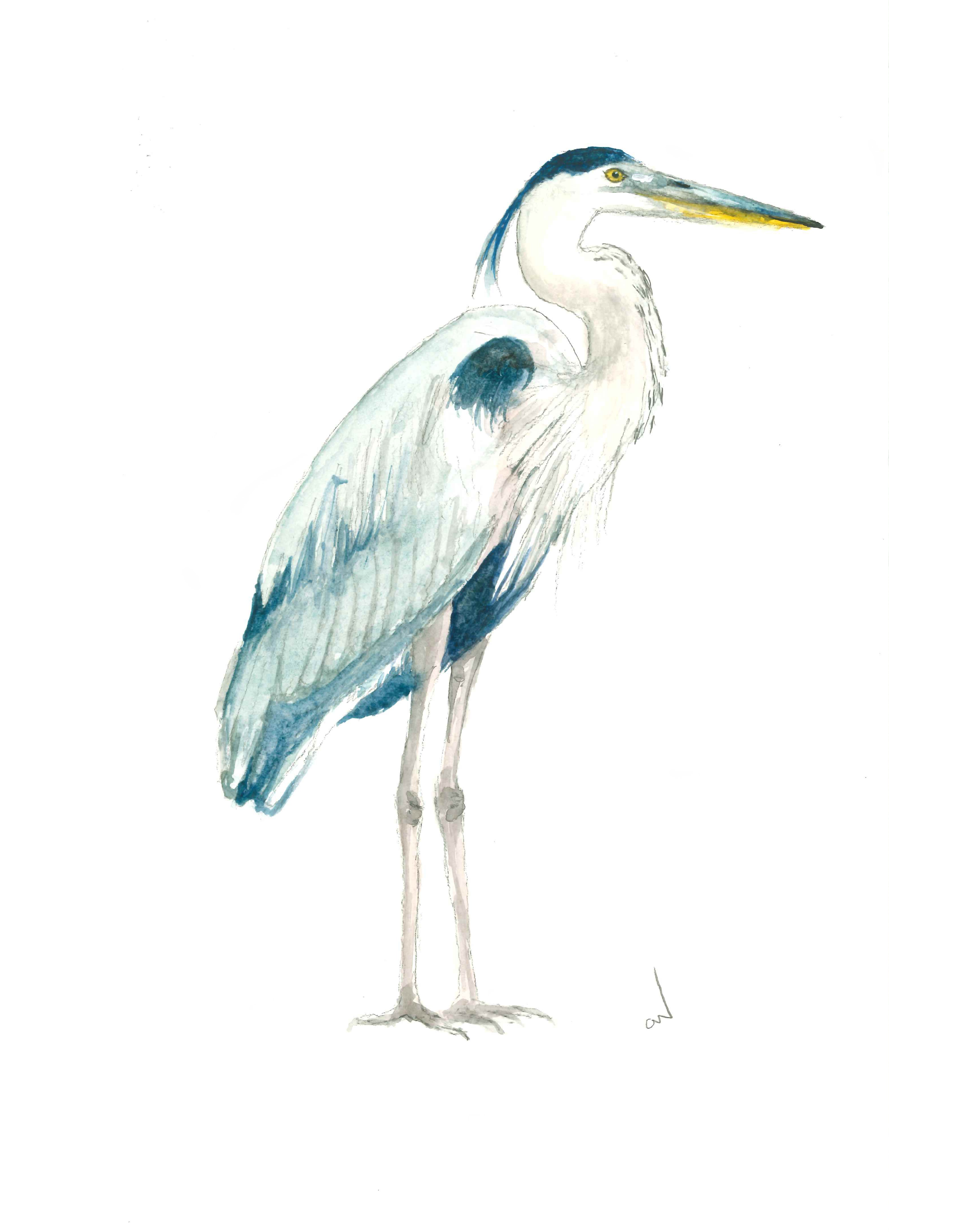 Blue Heron