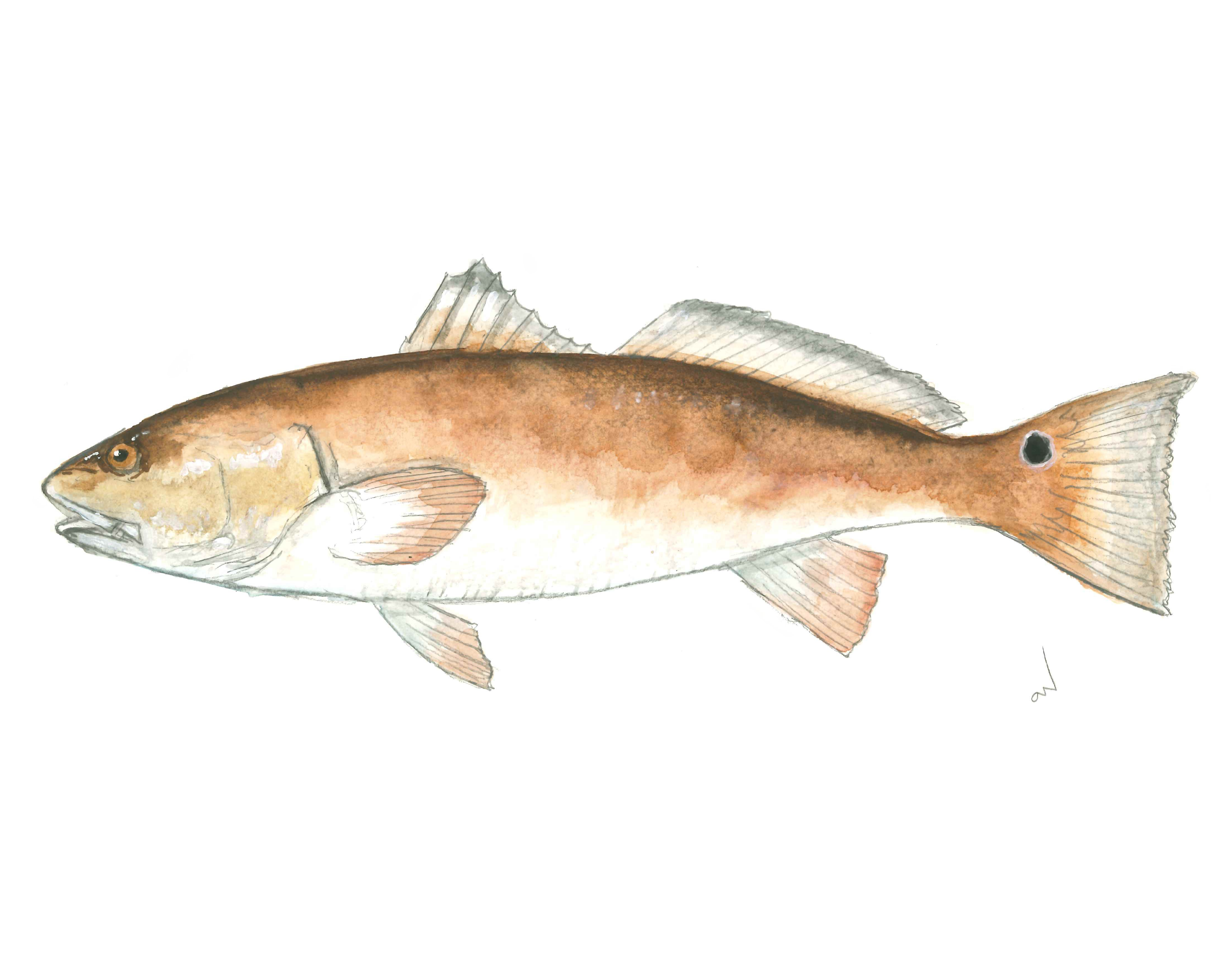 Red Fish