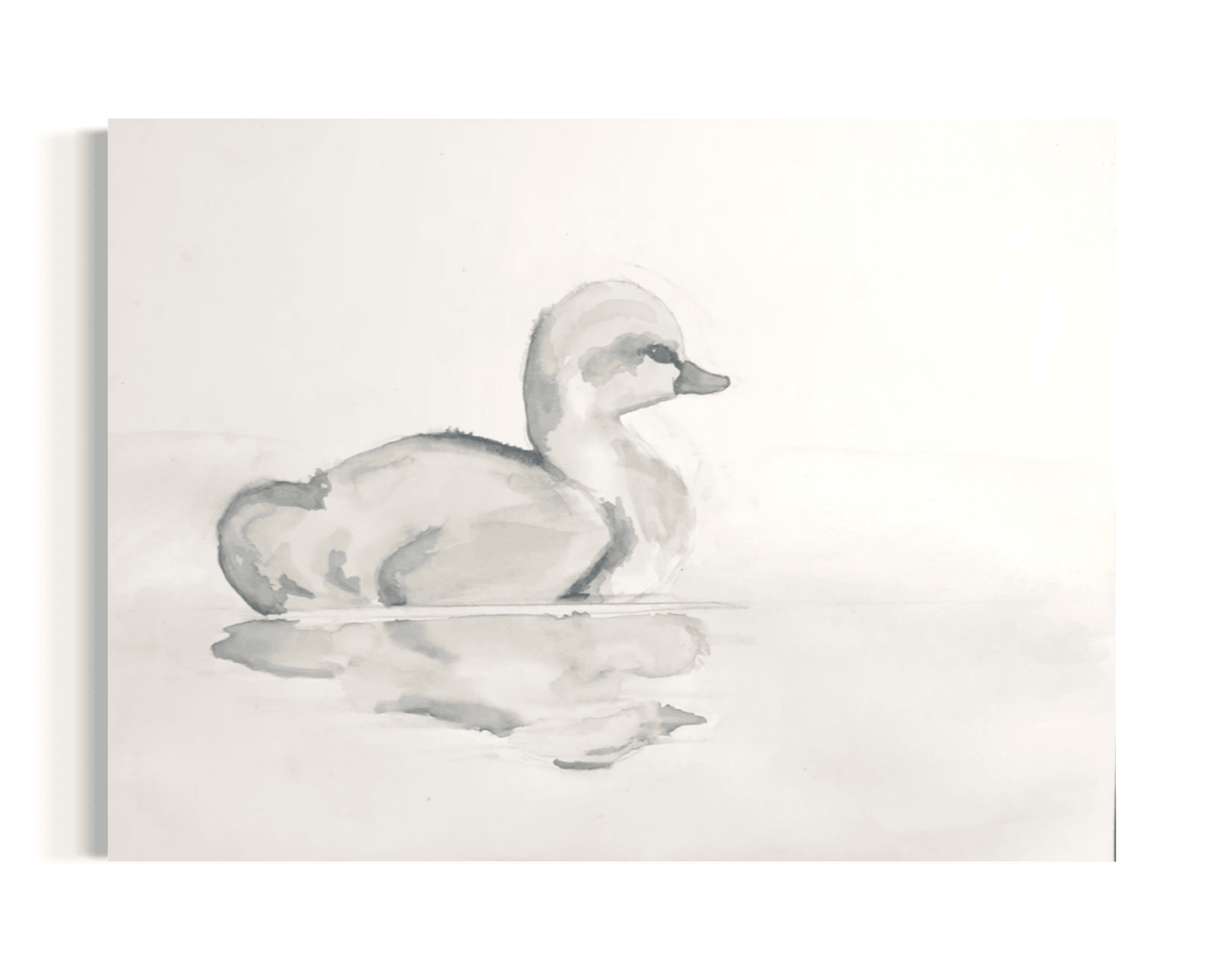 Still Water Cygnet