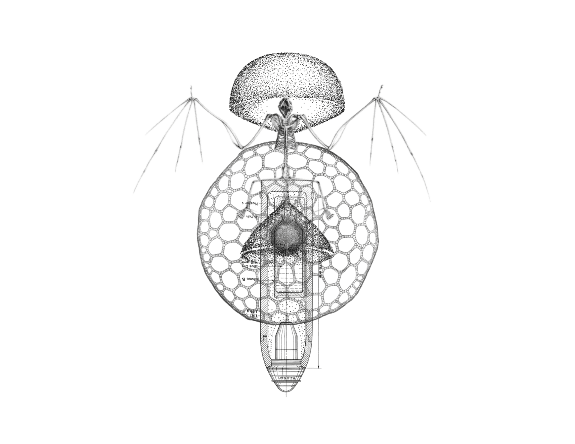 Biomimetic section drawing overlays a mushroom cap, bat wing membrane, and cellular structural grid to establish the pavilion's biological formal logic.