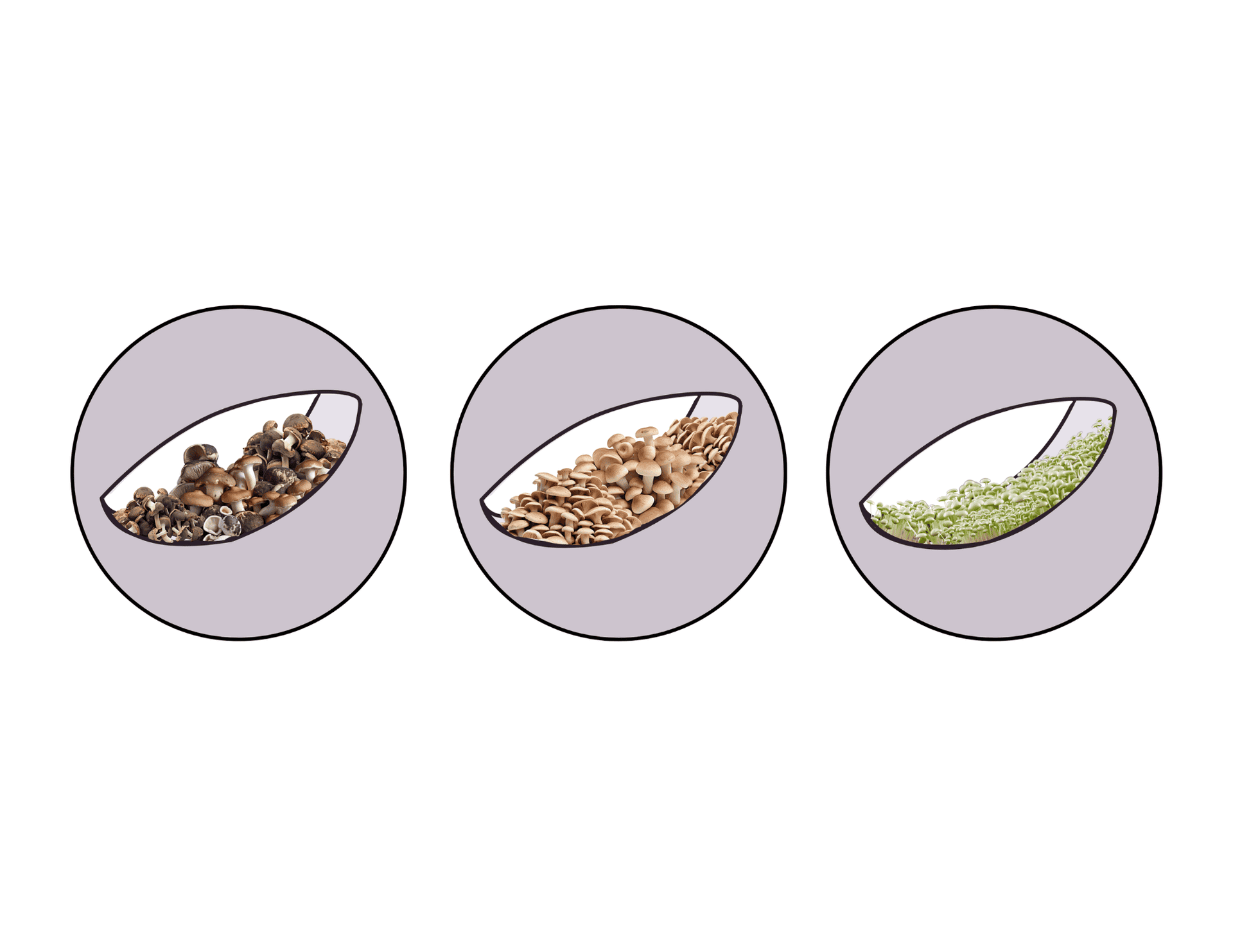 Three perforation detail studies show the ceiling opening at early growth, full colonization, and moss regeneration stages of the structure's material lifecycle.