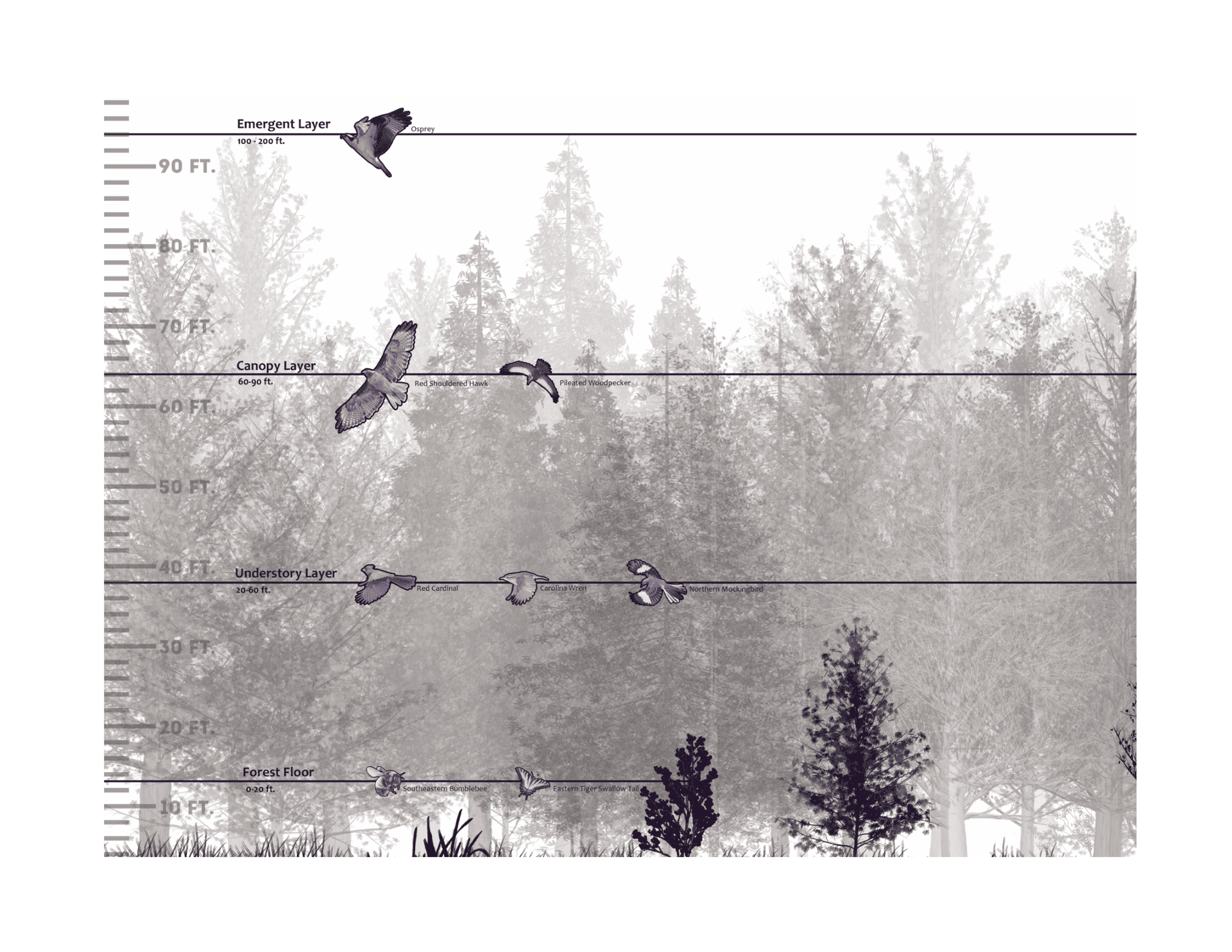 Vertical section diagrams chart species distribution across Emergent, Canopy, Understory, and Forest Floor layers with annotated bird species.