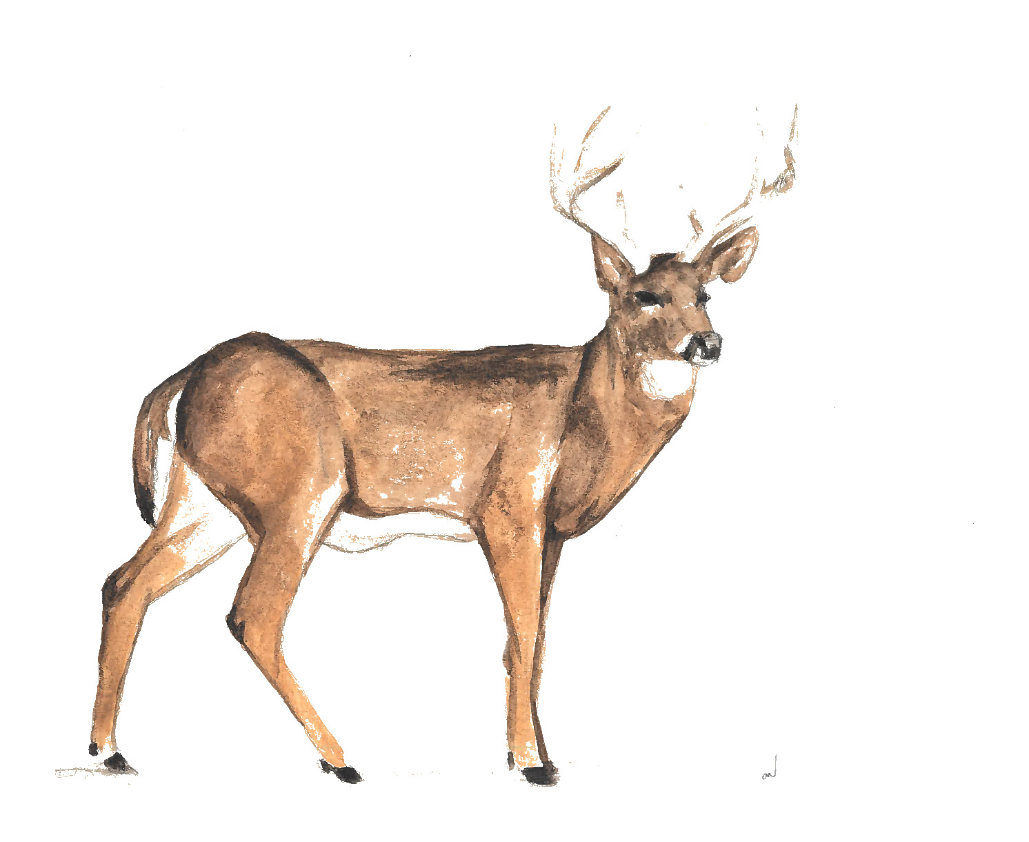 Deer