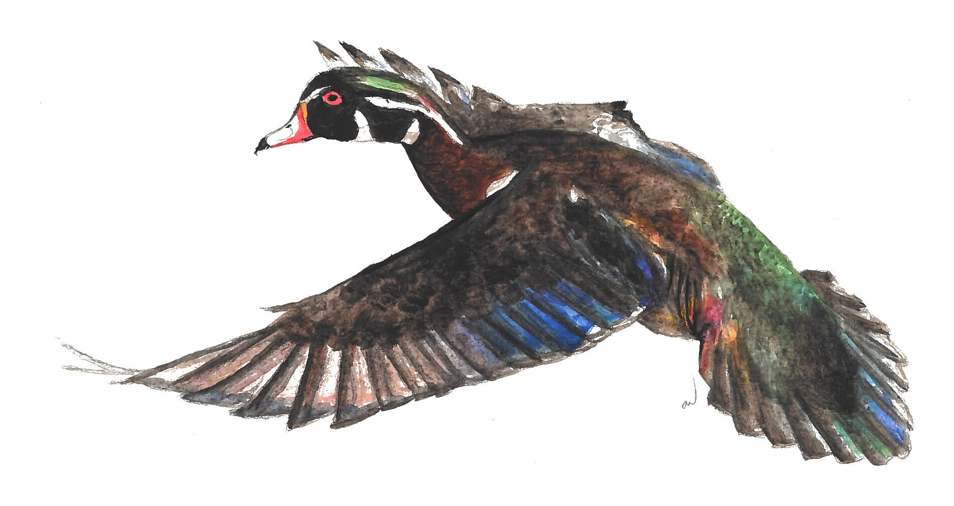 Flying Duck