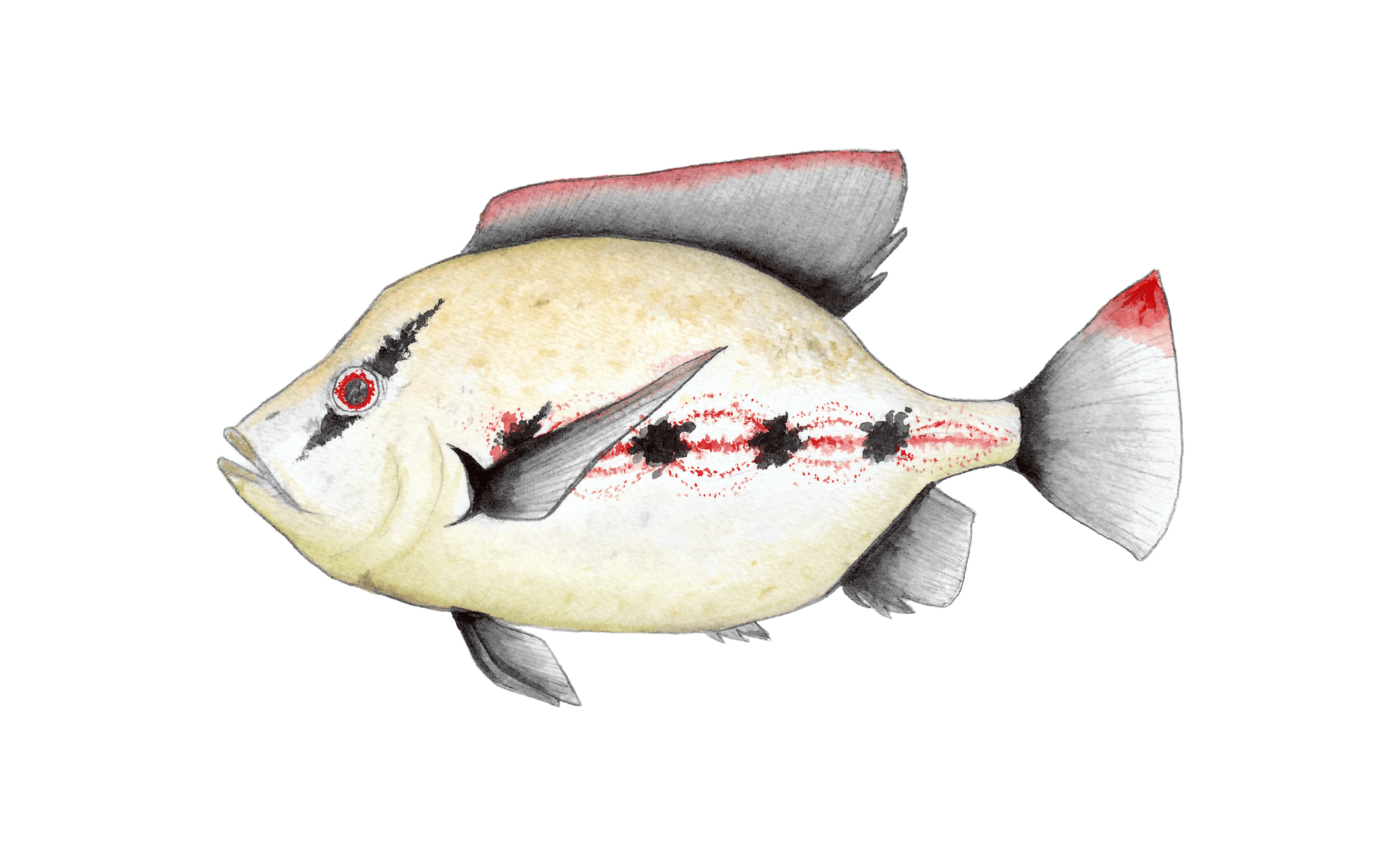 Rock Bass