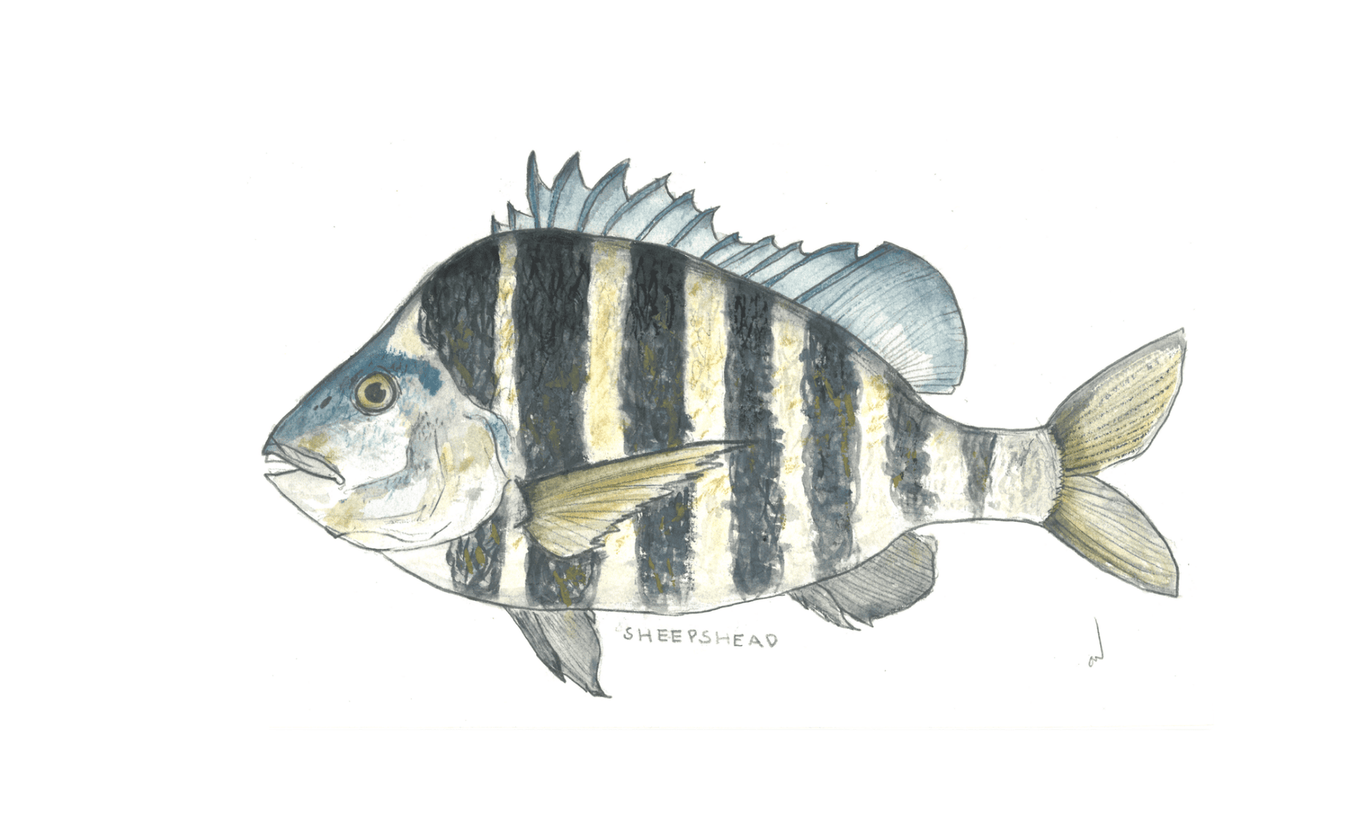 Sheepshead
