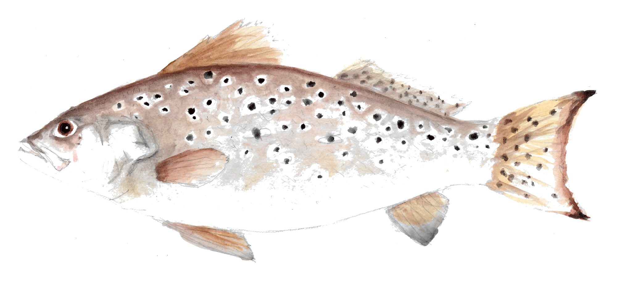 Speckled Trout